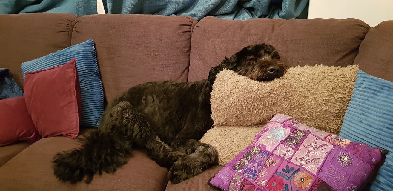 Raven chilling on the sofa